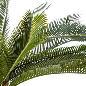 drzewko-palmowe-w-doniczce-68-cm-1.jpg